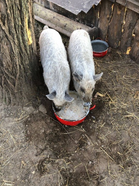 Mangalica malacok