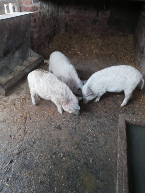 Mangalica malacok