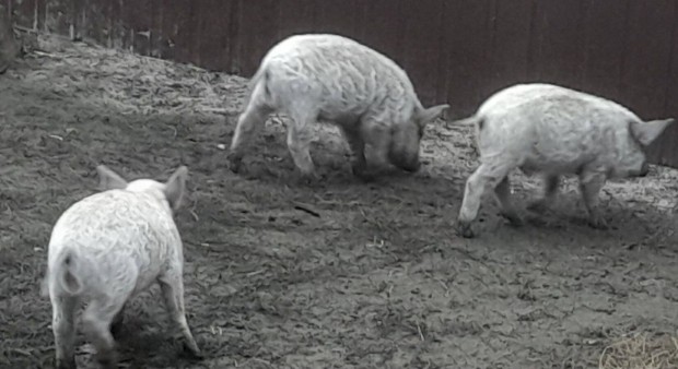 Mangalica malacok