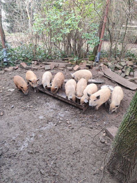 Mangalica malacok