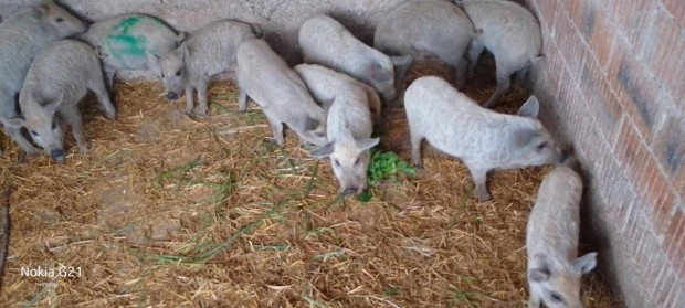 Mangalica malacok