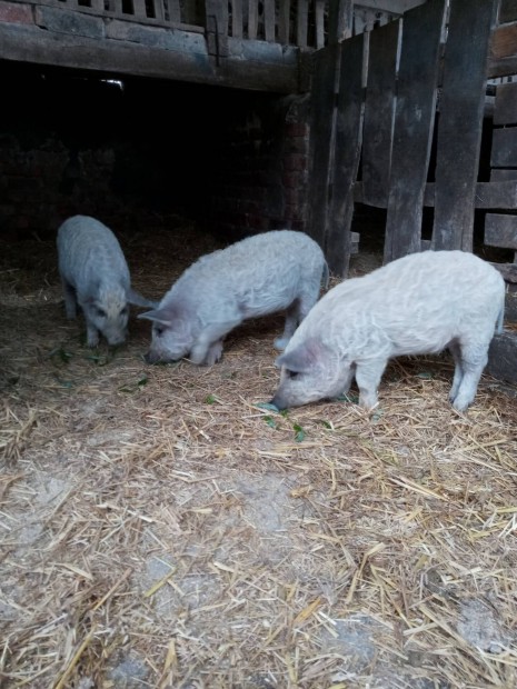 Mangalica malacok