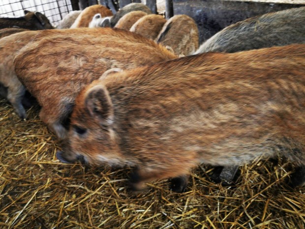 Mangalica malacok