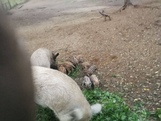 Mangalica malacok