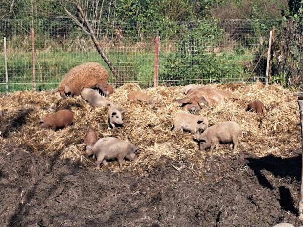 Mangalica malacok