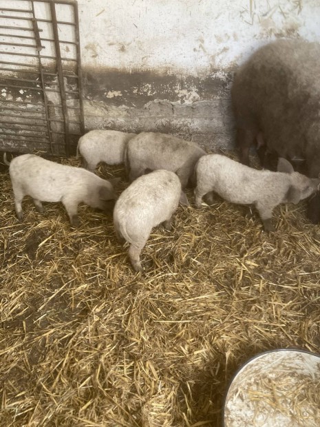 Mangalica malacok!