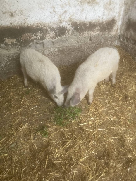 Mangalica malacok!