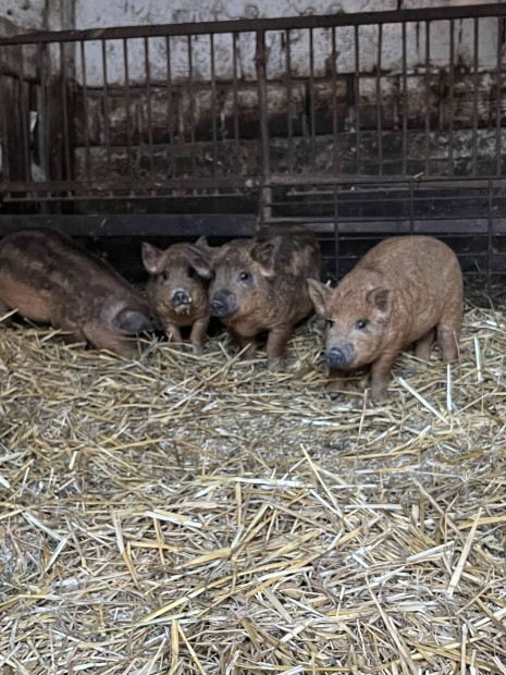 Mangalica malacok 