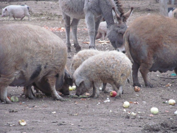 Mangalica malacok ea. foglalhat, szlltsban segtek Sifok