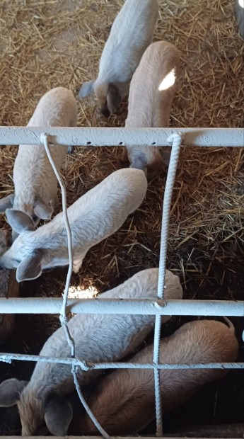Mangalica malacok elad 