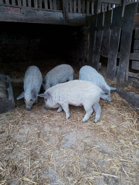 Mangalica malacok eladak