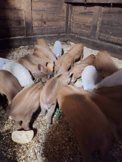 Mangalica malacok eladak trzsllomnybl