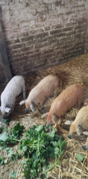 Mangalica malacok eladk