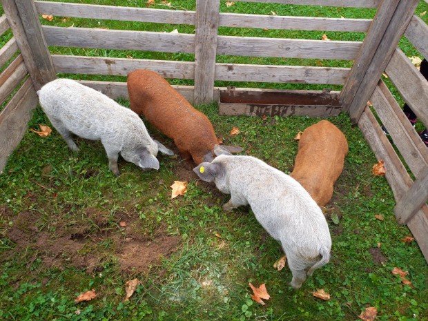 Mangalica malacok eladk