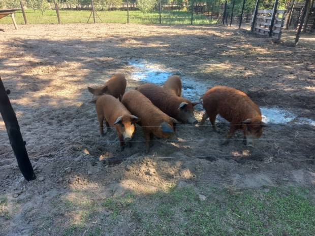 Mangalica malacok eladk