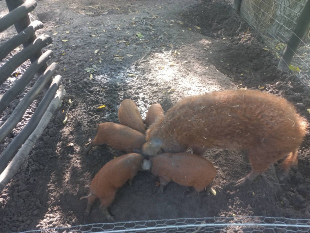 Mangalica malacok eladk