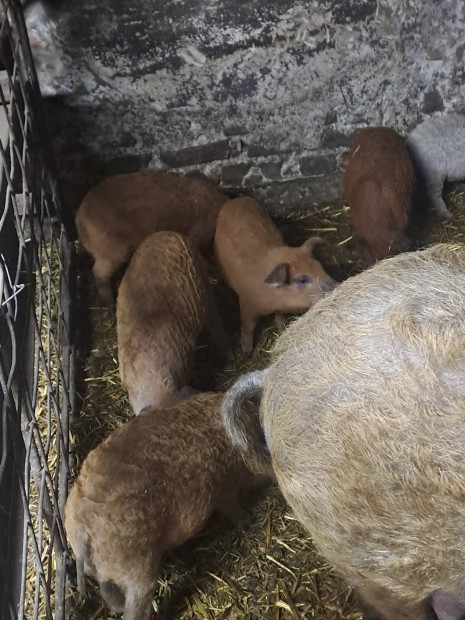 Mangalica malacok eladk!