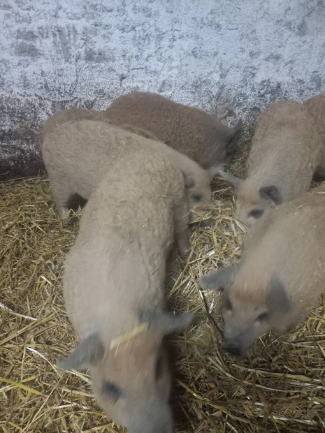 Mangalica malack eladk!