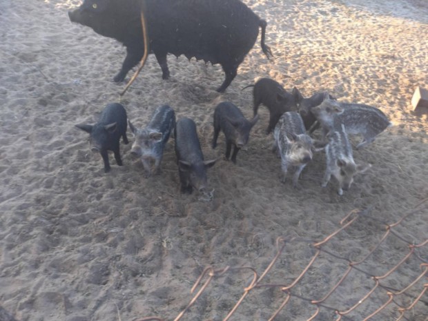 Mangalica malacok eladók