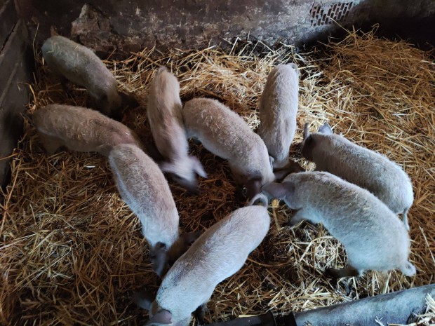 Mangalica malacok eladk!