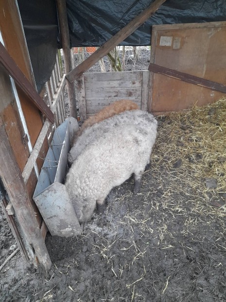 Mangalica malacok j helyet keresnek.