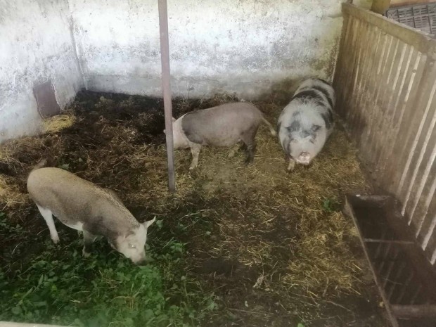 Mangalica-nagy fehr-vietnmi keverk sldk