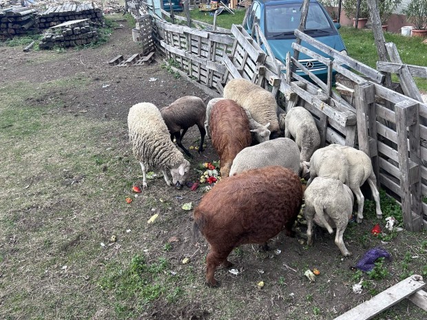 Mangalica serts