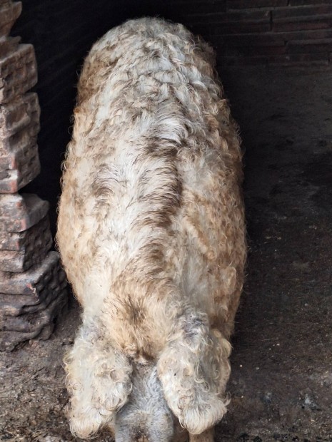 Mangalica serts 