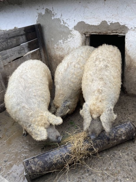 Mangalica serts hz