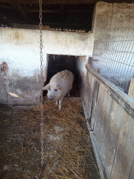 Mangalica serts hz akr hastva is