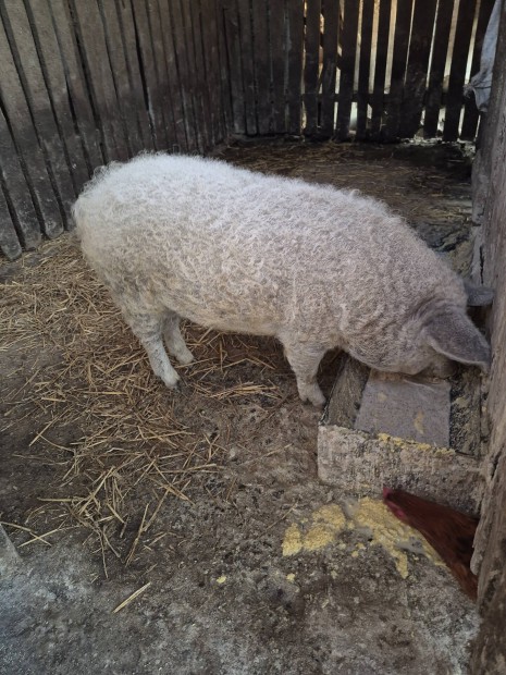 Mangalica sld