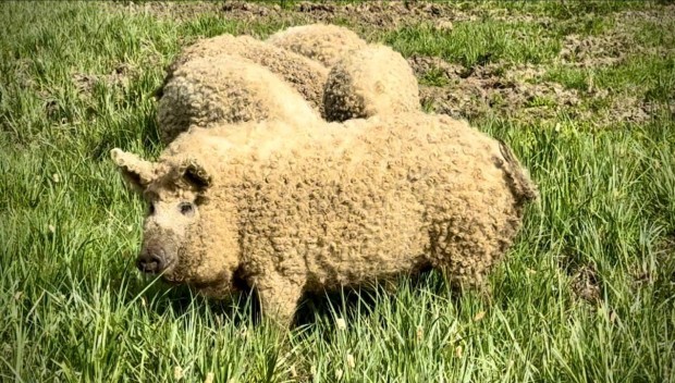 Mangalica sld, szabadtarts elad