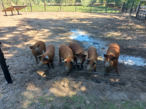 Mangalica sld malacok eladk (1 rtny + 1 koca)