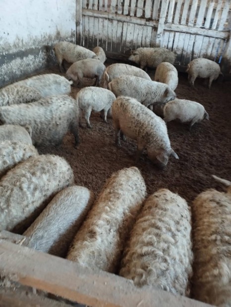 Mangalica sldk