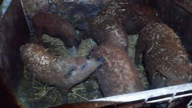 Mangalica sldk