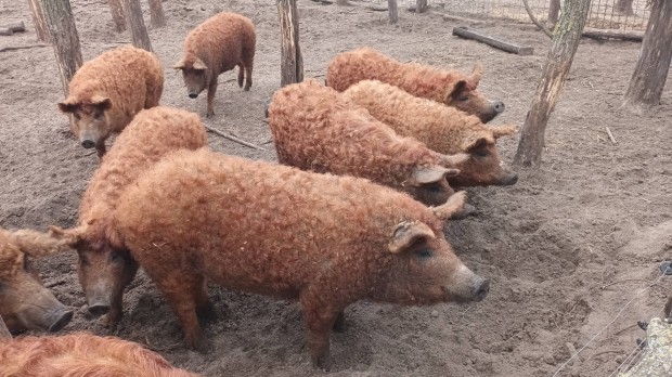 Mangalica sldk