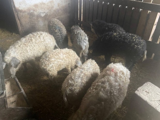 Mangalica sldk eladk