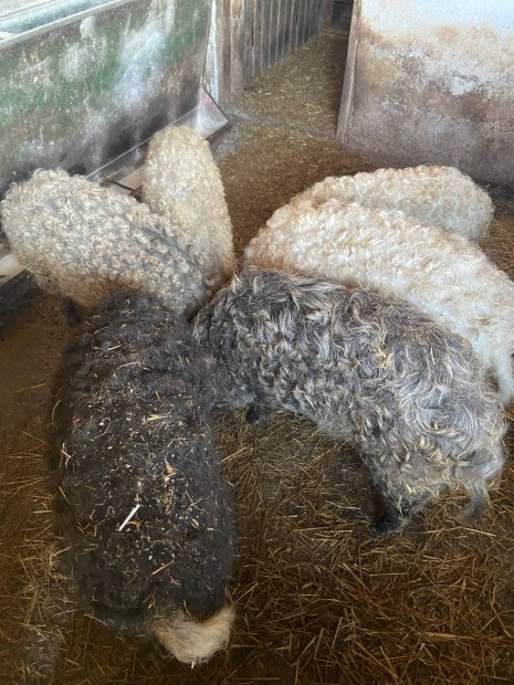 Mangalica sldk eladk