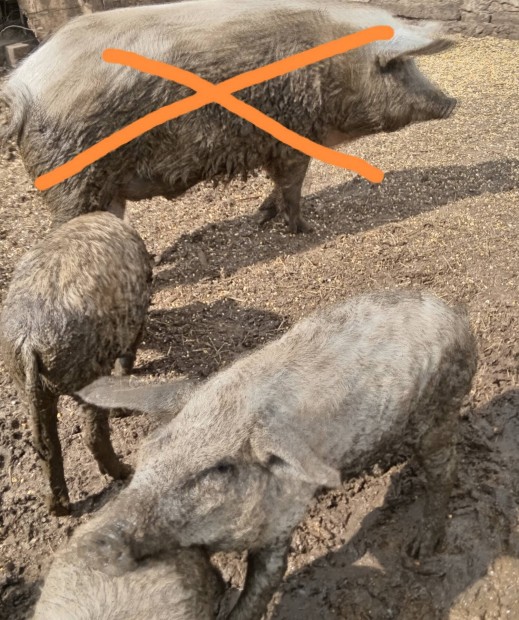 Mangalica sldk eladk