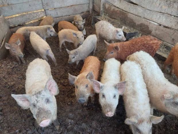 Mangalica sldk eladk