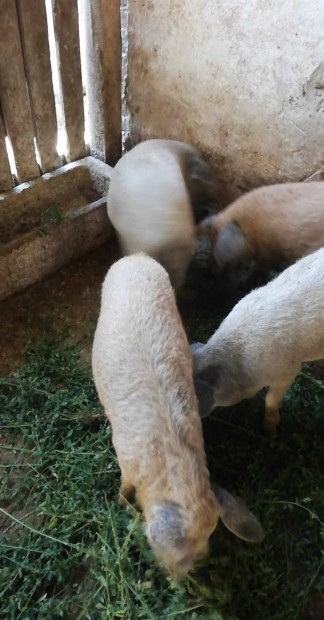 Mangalica sldk eladk