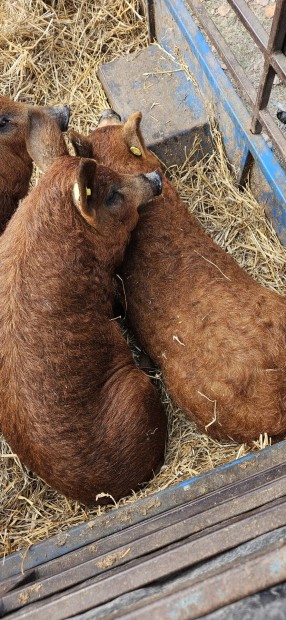 Mangalica sldk eladk 