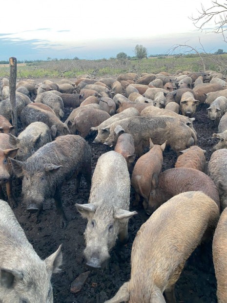 Mangalica sldk s herletlen kanok eladk