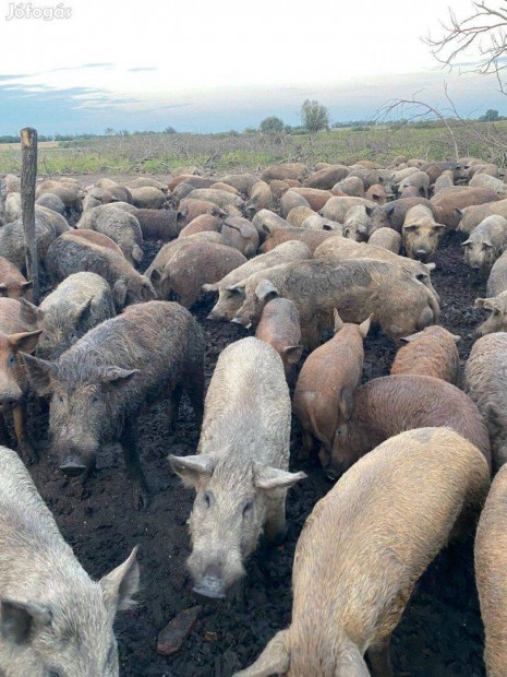 Mangalica sldk s herletlen kanok eladk