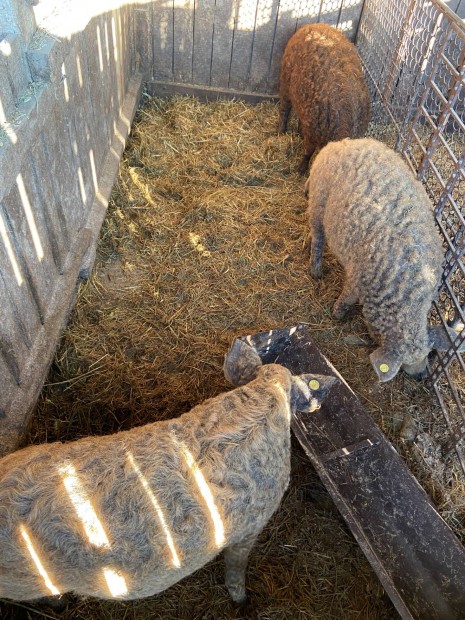 Mangalica sldk s hzk