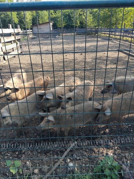 Mangalica sldk kltznnek!