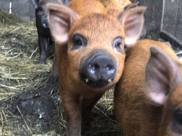 Mangalica szke, s vrs sznben malacok ea. stermeltl. Sifok