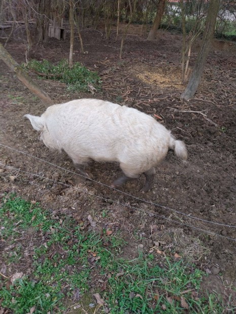 Mangalica-vadiszn keverk elad