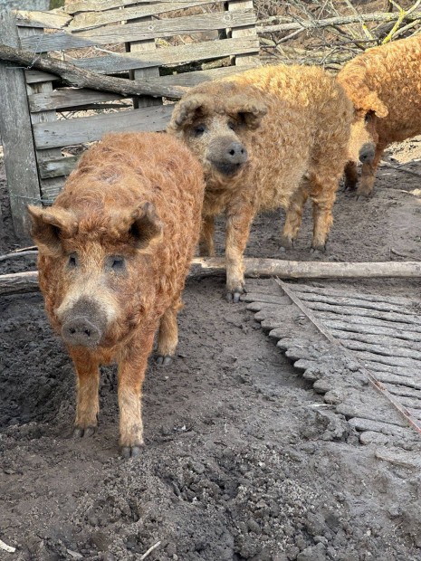 Mangalica vgni val serts elad Kecskemten