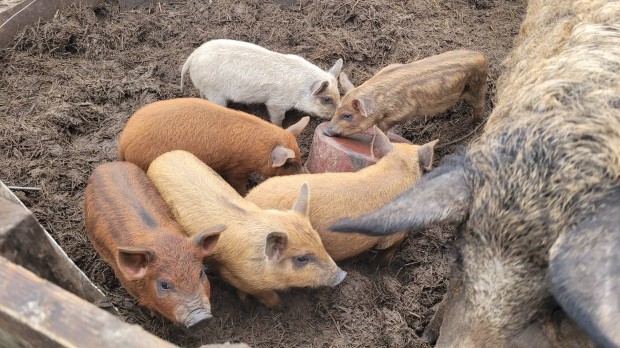 Mangalica vlasztsi malac